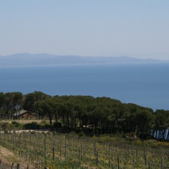 Tenuta delle Ripalte